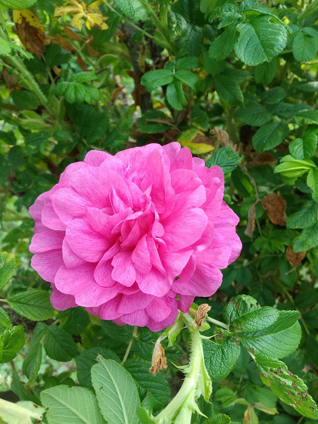 食香バラ ― 開花