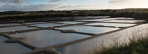 ゲランド塩田の自然風景 — 湿地の生態系