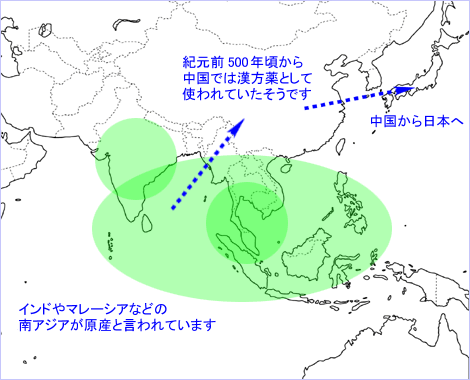 生姜のルーツ